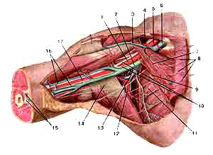 Подмышечная артерия и ее ветви