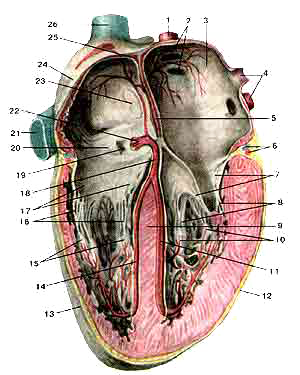 Артерии и вены сердца 