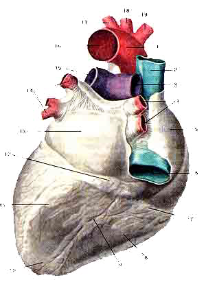 Сердце (cor)