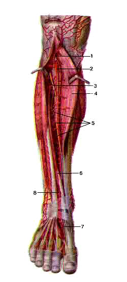 Передняя большеберцовая артерия и ее ветви
