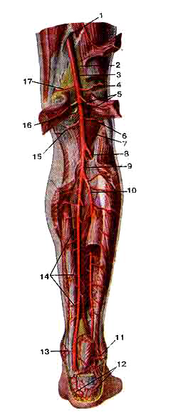 Подколенная артерия и задняя большеберцовая артерия