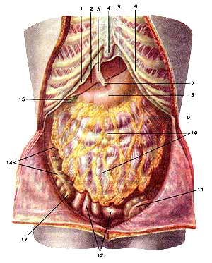 Расположение органов брюшной полости