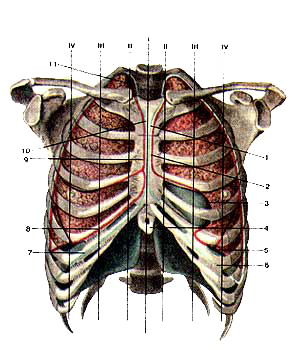Проекция границ легких и плевры на скелет передней грудной стенки	
 границ легких и плевры на скелет передней грудной стенки	
