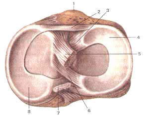 Коленный (сустав articulartio genus), правый. Дистальная часть сустава