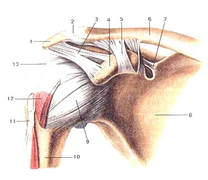 Акромиально-ключичный суcтав (articulatio acromio-clavicularis) и плечевой суставы (articulatio humeri)