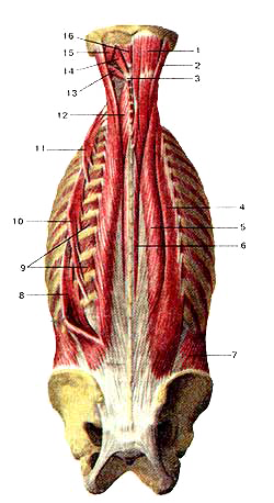 Глубокие мышцы спины и затылка