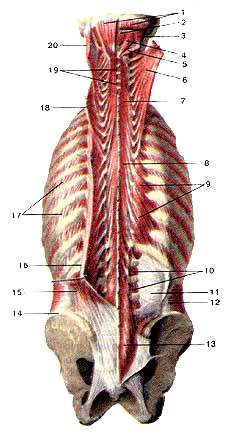 Глубокие мышцы спины и затылка