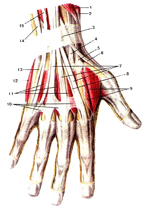 Мышцы и сухожилия кисти, правой. Тыльная сторона