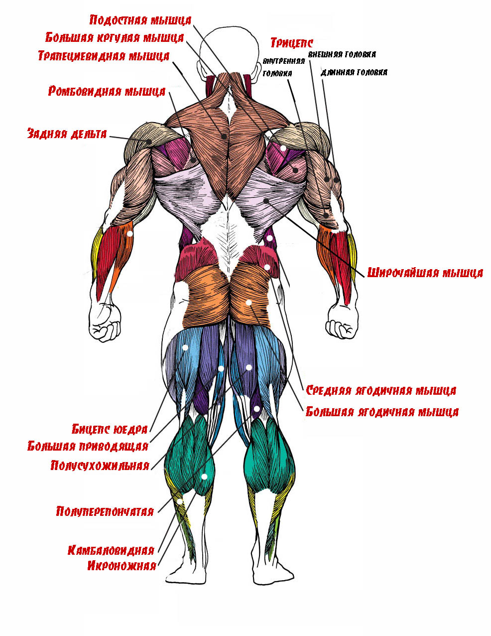 Мышцы-человека