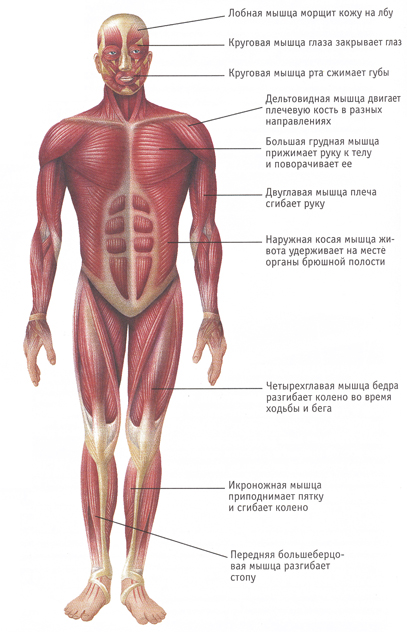 анатомия-мышц-человека