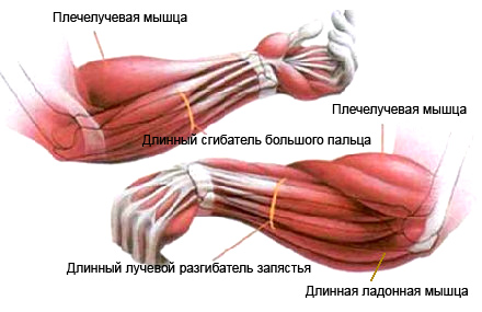 мышцы-рук