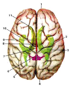 Большой мозг (cerebrum)