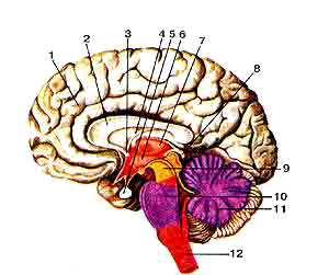 Головной мозг (cerebrum)