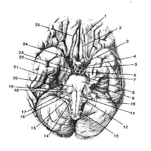 Нижняя поверхность (основание) головного мозга
