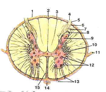 Спинной мозг (medulla spinalis) на поперечном разрезе