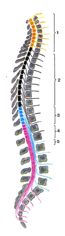 Топография сегментов спинного мозга