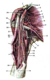 Нервы плечевого пояса и плеча