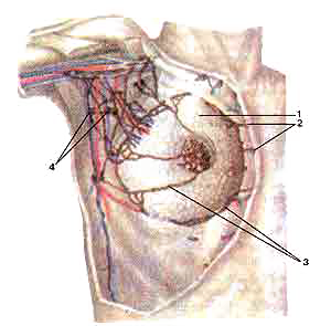 Лимфатические сосуды и узлы молочной железы