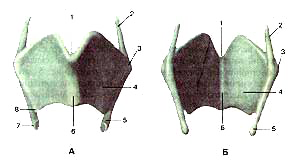 Щитовидный хрящ