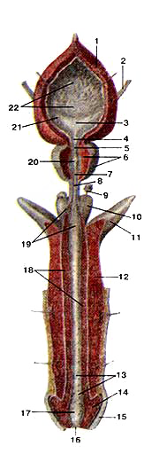 Мужские половые органы