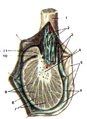 Яичко и придаток яичка