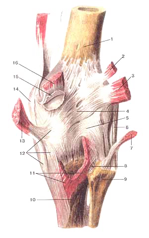 Коленный сустав (articulartio genus)