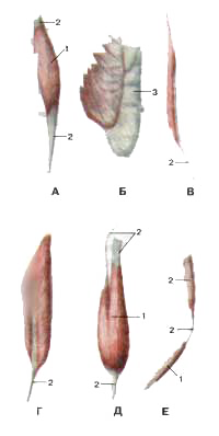 Мышцы различной формы