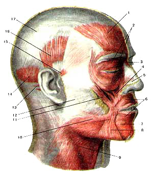 Мимические мышцы