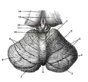 Мозжечок (cerebellum)