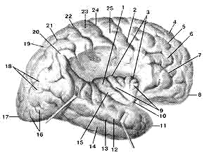 Островок (insula). Островковая доля