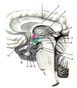 Гипофиз (hipophysis).