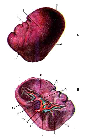 Селезенка (lien)